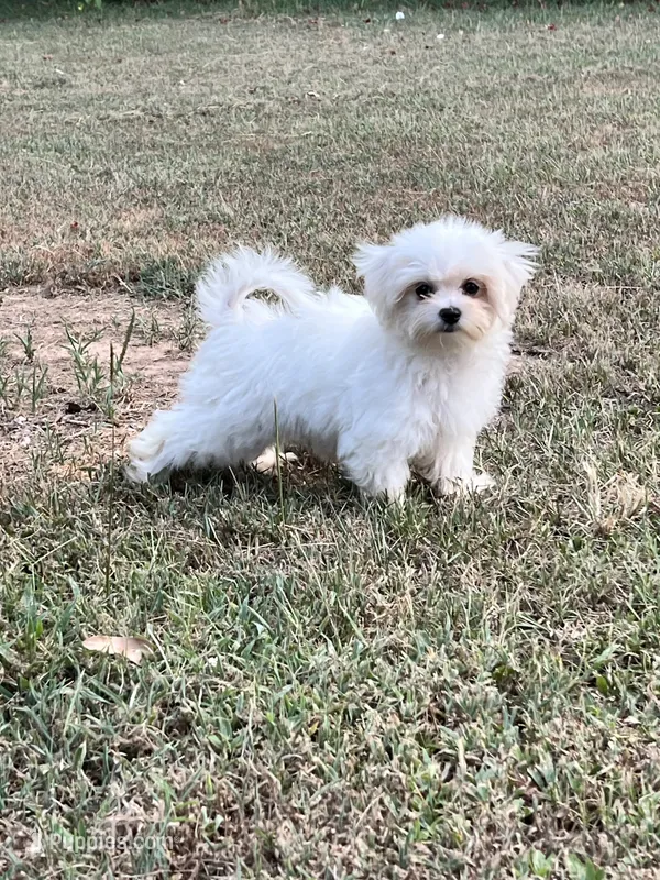 AKC tiny Korean boy  – Maltese puppy for sale in Yanush, OK