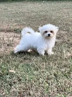 AKC tiny Korean boy , a male Maltese for sale in Yanush, OK – 1 of 7