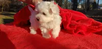 Jese B, a male Maltese for sale in Yanush, OK – Photo 3 of 3