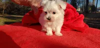 Jese B, a male Maltese for sale in Yanush, OK – Photo 1 of 3