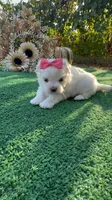 AKC Annie , a female Maltese for sale in Yanush, OK – 4 of 6