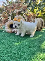 AKC May , a female Maltese for sale in Yanush, OK – 6 of 9