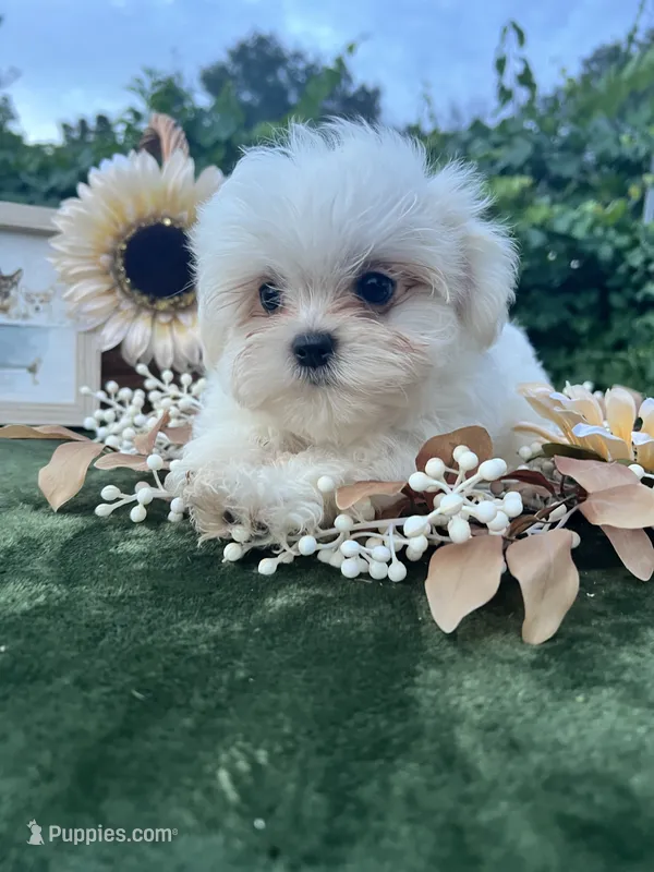 AKC tiny Korean boy  – Maltese puppy for sale in Yanush, OK