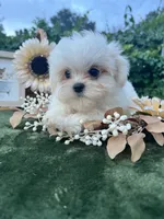 AKC tiny Korean boy , a male Maltese for sale in Yanush, OK – 1 of 7