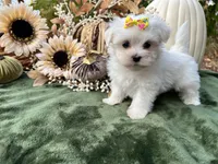 AKC sunshine , a female Maltese for sale in Yanush, OK – 4 of 7