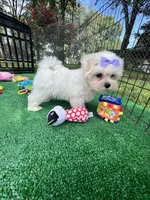 AKC Korean Southern Bell , a female Maltese for sale in Yanush, OK – 3 of 10