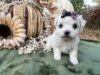 AKC Princess , a female Maltese for sale in Yanush, OK – 3 of 4