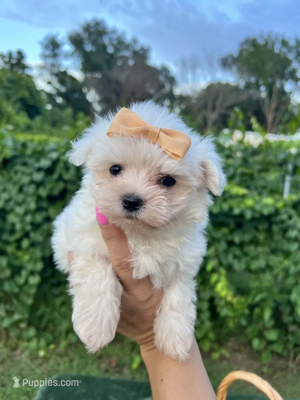 AKC  tiny  girl  – Maltese puppy for sale in Yanush, OK