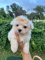 AKC  tiny  girl , a female Maltese for sale in Yanush, OK – 1 of 5