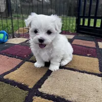 AKC Bobo, a male Maltese for sale in Yanush, OK – Photo 4 of 8