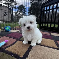 AKC Bobo, a male Maltese for sale in Yanush, OK – Photo 8 of 8