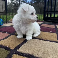 AKC Bobo, a male Maltese for sale in Yanush, OK – Photo 5 of 8