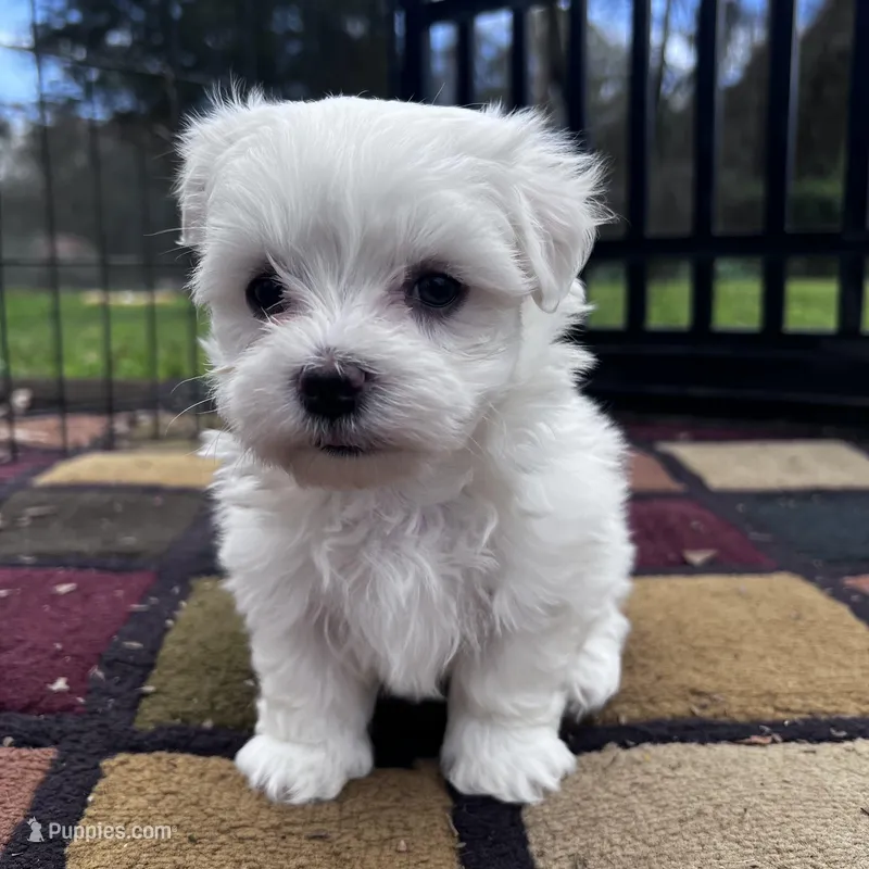 AKC Bobo – Maltese puppy for sale in Yanush, OK