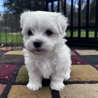 AKC Bobo, a male Maltese for sale in Yanush, OK – Photo 1 of 8