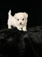 AKC Bobo, a male Maltese for sale in Yanush, OK – Photo 2 of 8