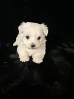 AKC Bobo, a male Maltese for sale in Yanush, OK – Photo 6 of 8