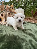 AKC Luke , a male Maltese for sale in Yanush, OK – 1 of 4