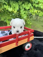 AKC tiny Korean boy , a male Maltese for sale in Yanush, OK – 8 of 10
