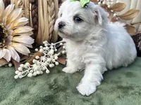 AKC Betty , a female Maltese for sale in Yanush, OK – 2 of 5