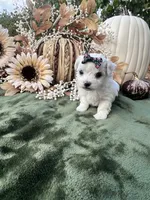 AKC Princess , a female Maltese for sale in Yanush, OK – 4 of 4