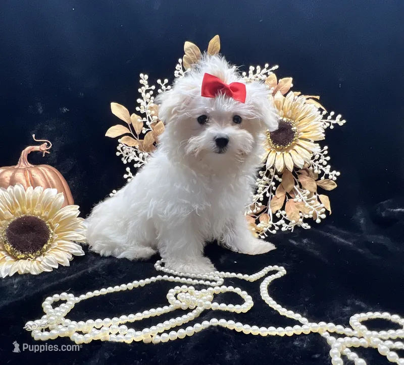 AKC  sunshine  – Maltese puppy for sale in Yanush, OK