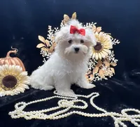 AKC  sunshine , a female Maltese for sale in Yanush, OK – 1 of 5