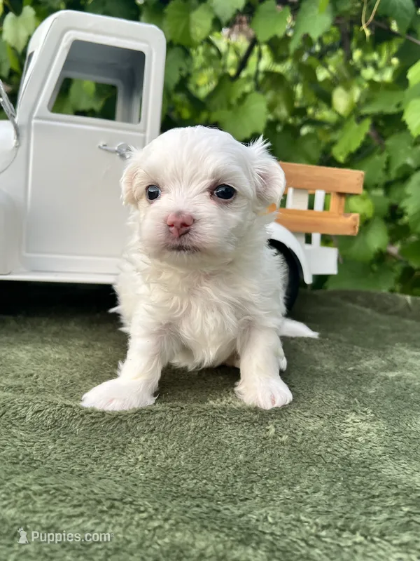 AKC lucky  – Maltese puppy for sale in Yanush, OK