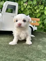 AKC lucky , a male Maltese for sale in Yanush, OK – 1 of 3
