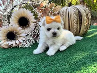 AKC May , a female Maltese for sale in Yanush, OK – 7 of 9