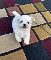 AKC Korean boy 2, a male Maltese for sale in Yanush, OK – Photo 3 of 5