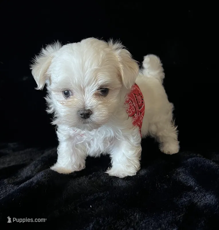 AKC Korean boy 2 – Maltese puppy for sale in Yanush, OK