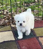 AKC Korean boy 2, a male Maltese for sale in Yanush, OK – Photo 4 of 5
