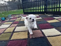 AKC Korean boy 2, a male Maltese for sale in Yanush, OK – Photo 5 of 5