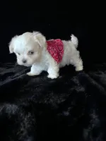 AKC Korean boy 2, a male Maltese for sale in Yanush, OK – Photo 2 of 5