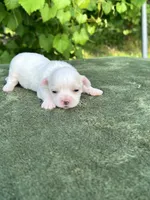 AKC Korean boy , a male Maltese for sale in Yanush, OK – 4 of 5