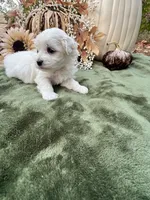 AKC Luke , a male Maltese for sale in Yanush, OK – 3 of 4