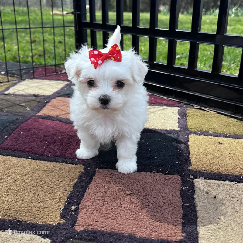 AKC red bow  – Maltese puppy for sale in Yanush, OK