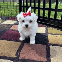 AKC red bow , a female Maltese for sale in Yanush, OK – Photo 1 of 9
