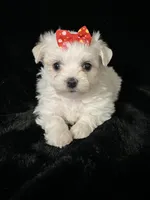 AKC red bow , a female Maltese for sale in Yanush, OK – Photo 7 of 9