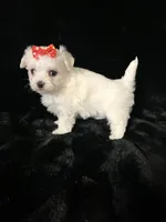 AKC red bow , a female Maltese for sale in Yanush, OK – Photo 8 of 9