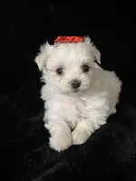 AKC red bow , a female Maltese for sale in Yanush, OK – Photo 2 of 9