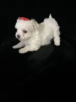 AKC red bow , a female Maltese for sale in Yanush, OK – Photo 5 of 9