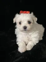 AKC red bow , a female Maltese for sale in Yanush, OK – Photo 6 of 9