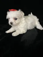 AKC red bow , a female Maltese for sale in Yanush, OK – Photo 4 of 9