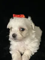 AKC red bow , a female Maltese for sale in Yanush, OK – Photo 3 of 9