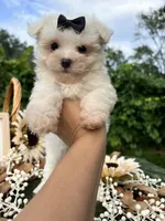 AKC Mia , a female Maltese for sale in Yanush, OK – 2 of 7