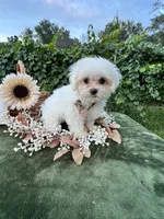 AKC Korean boy , a male Maltese for sale in Yanush, OK – 5 of 9