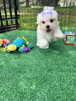 AKC Korean Southern Bell , a female Maltese for sale in Yanush, OK – 5 of 10