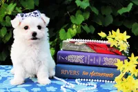 Texas Bell girl 1, a female Maltese for sale in Yanush, OK – Photo 2 of 2