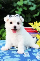 Texas Bell girl 1, a female Maltese for sale in Yanush, OK – Photo 1 of 2
